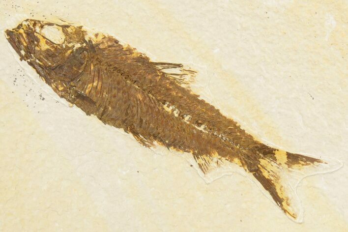Detailed Fossil Fish (Knightia) - Wyoming #186495